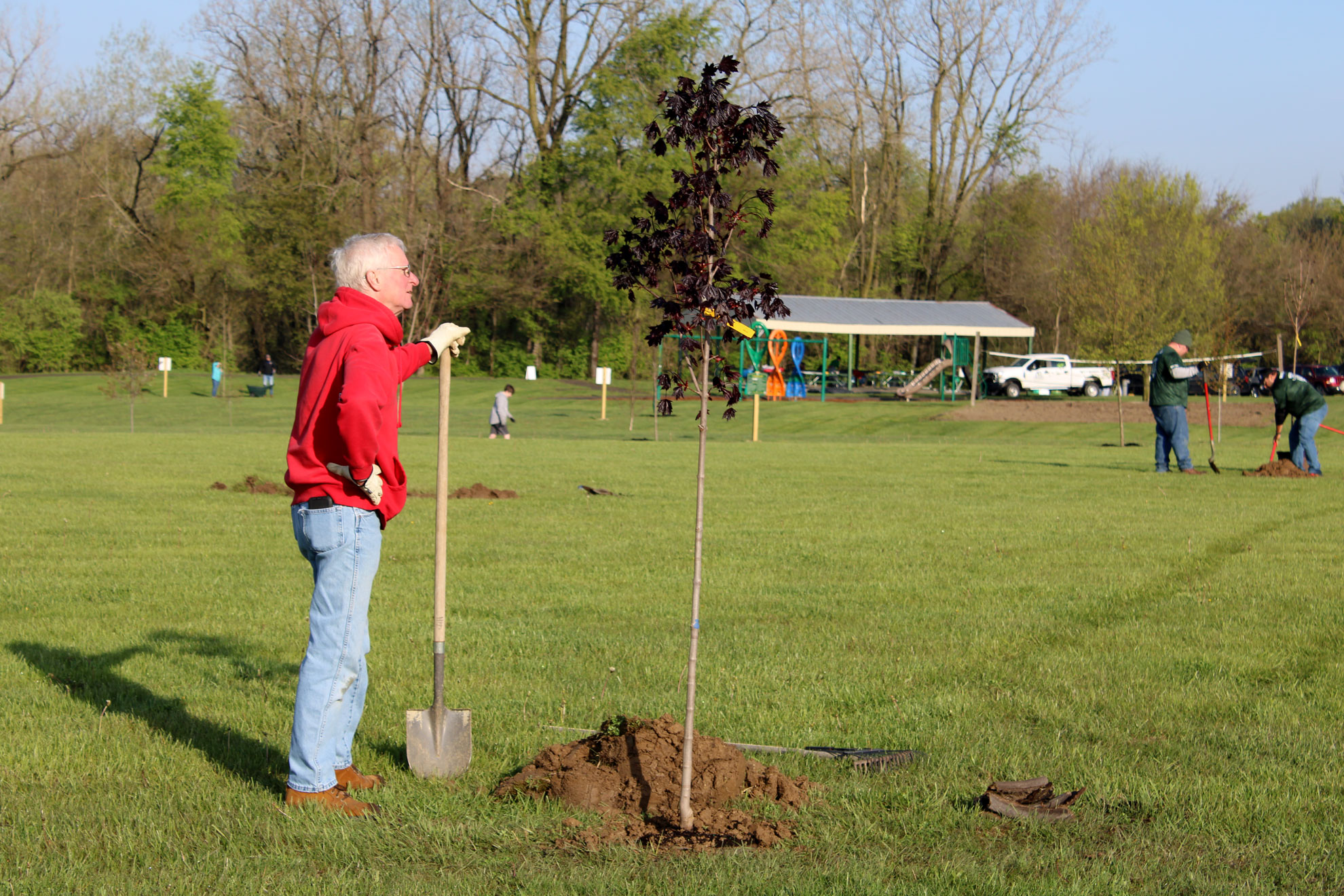 A volunteer leans on a shovel while standing next to a tree sapling