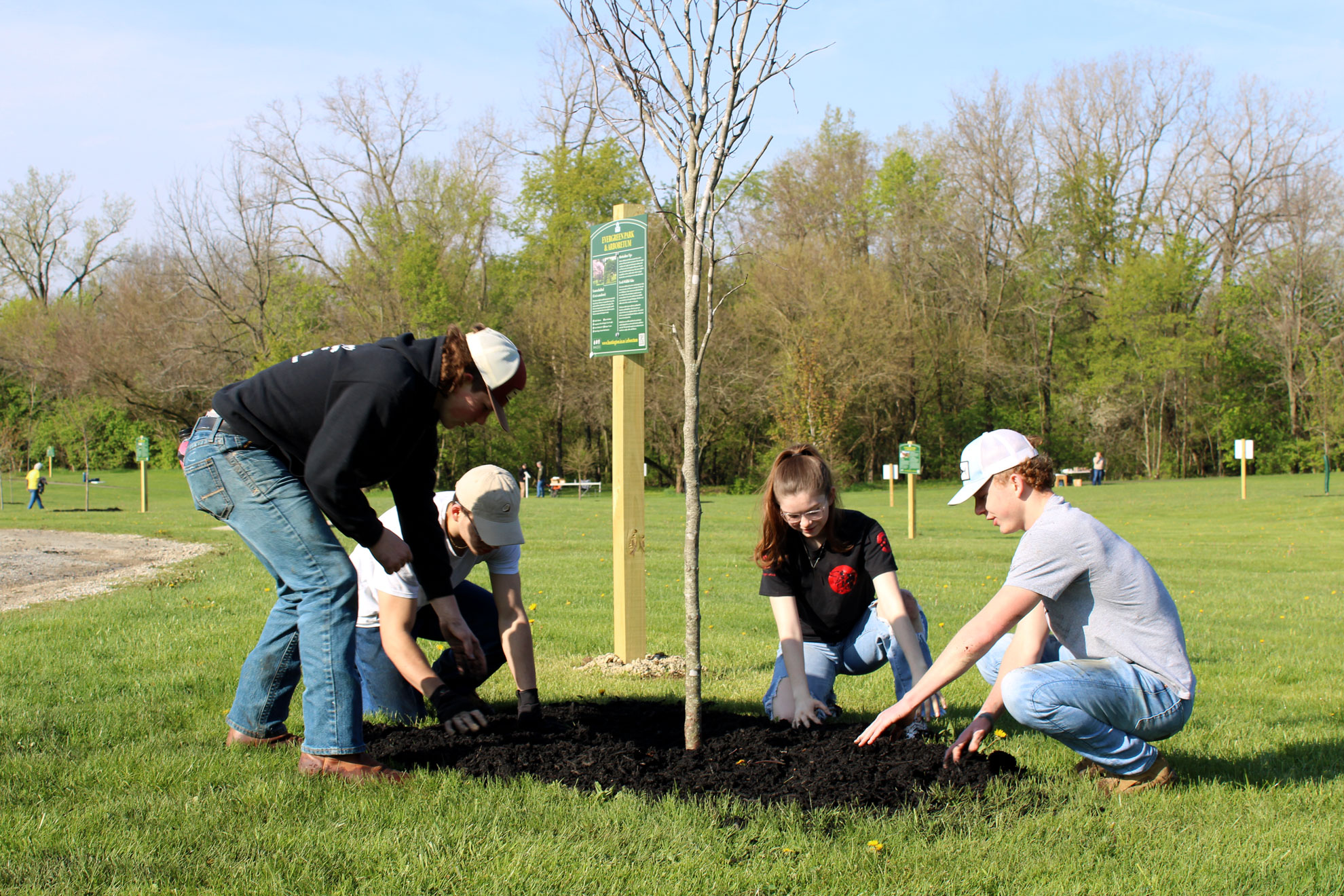 Volunteers place mulch around a tree sapling