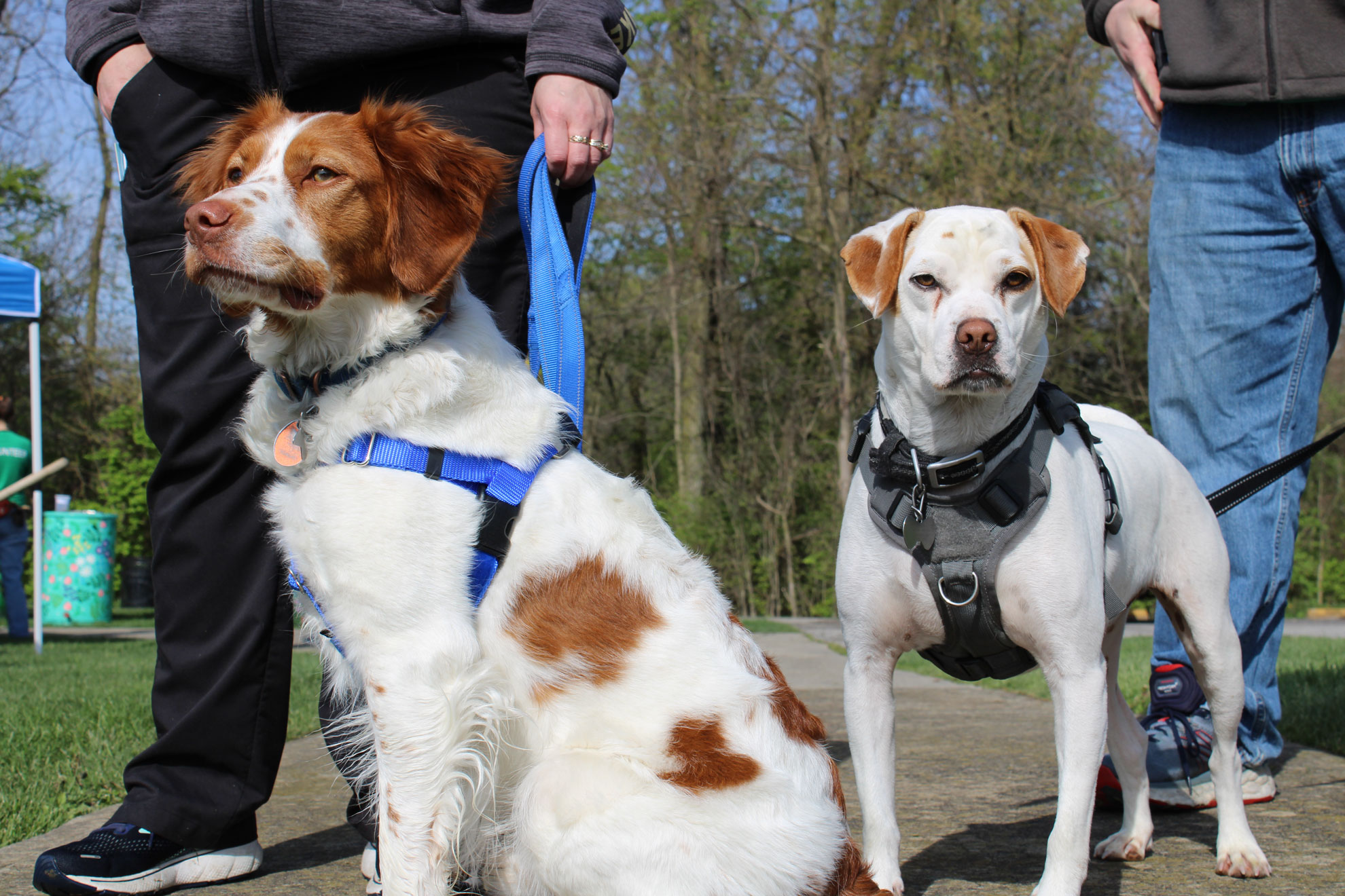 A photo of two people walk their dogs