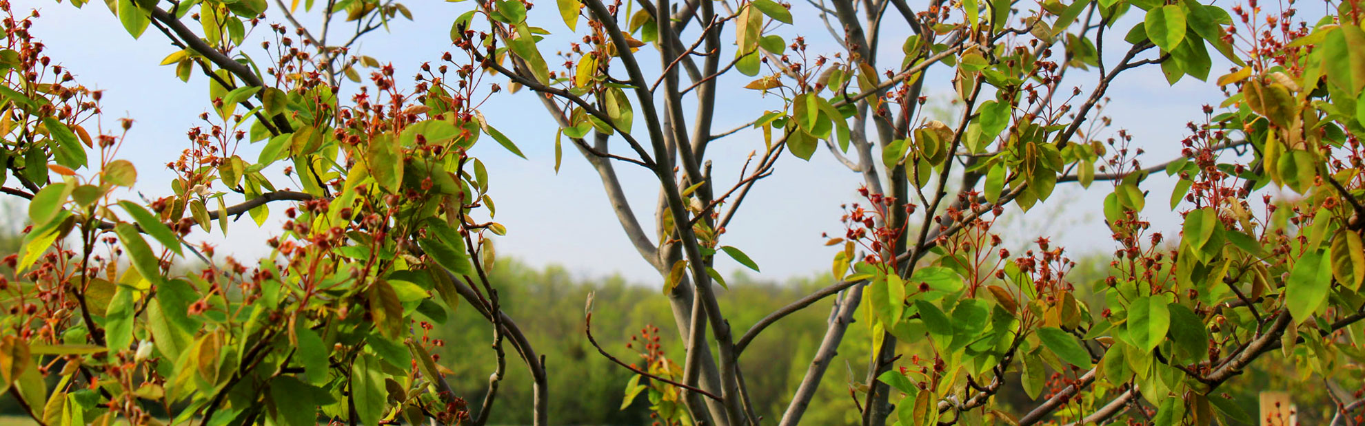 A photo of branches, leaves and berries.