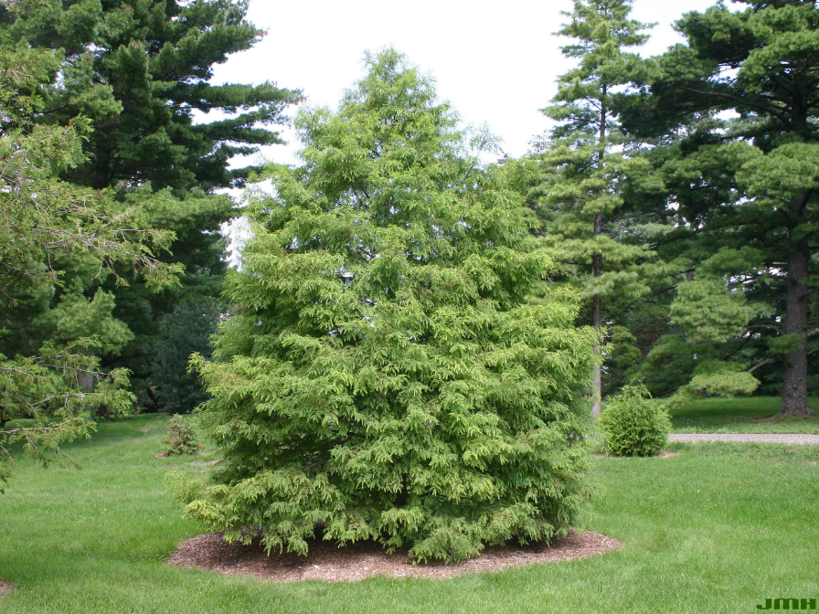 A mature Bald-cypress tree