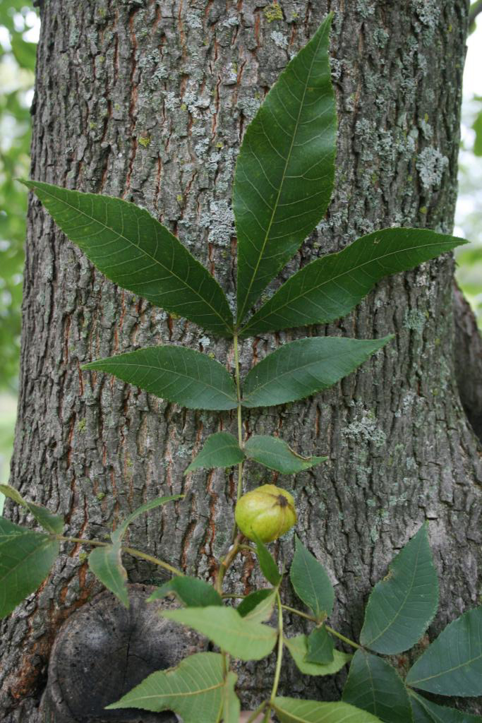Close-up view of a Bitternut hickory leaf