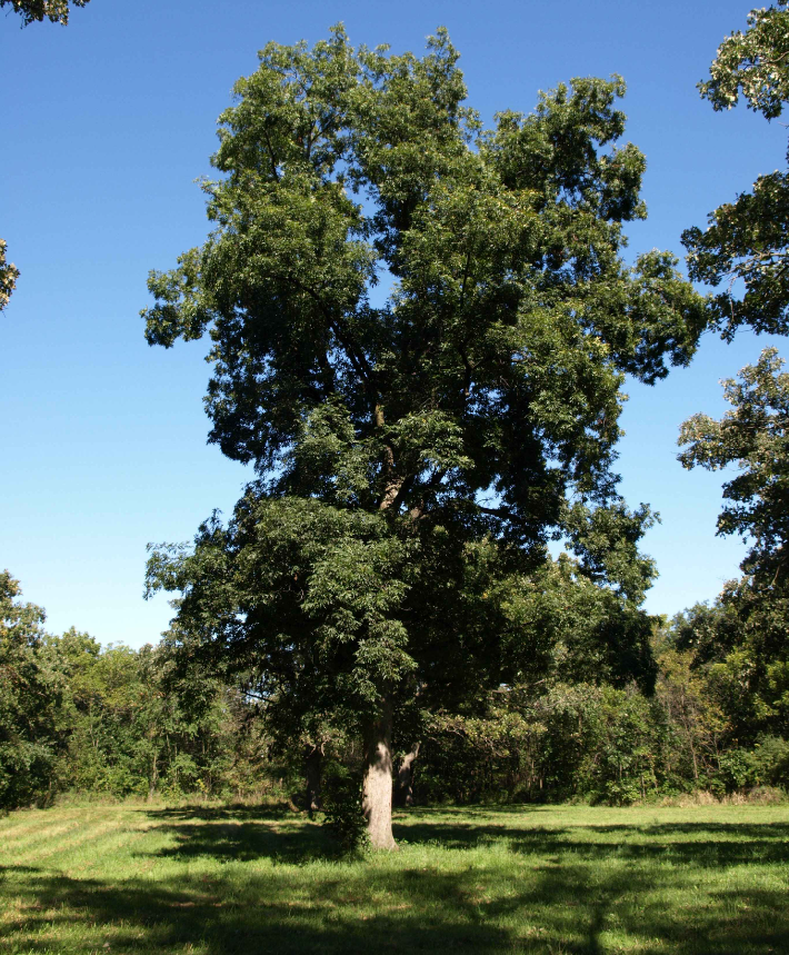 A mature Bitternut hickory tree