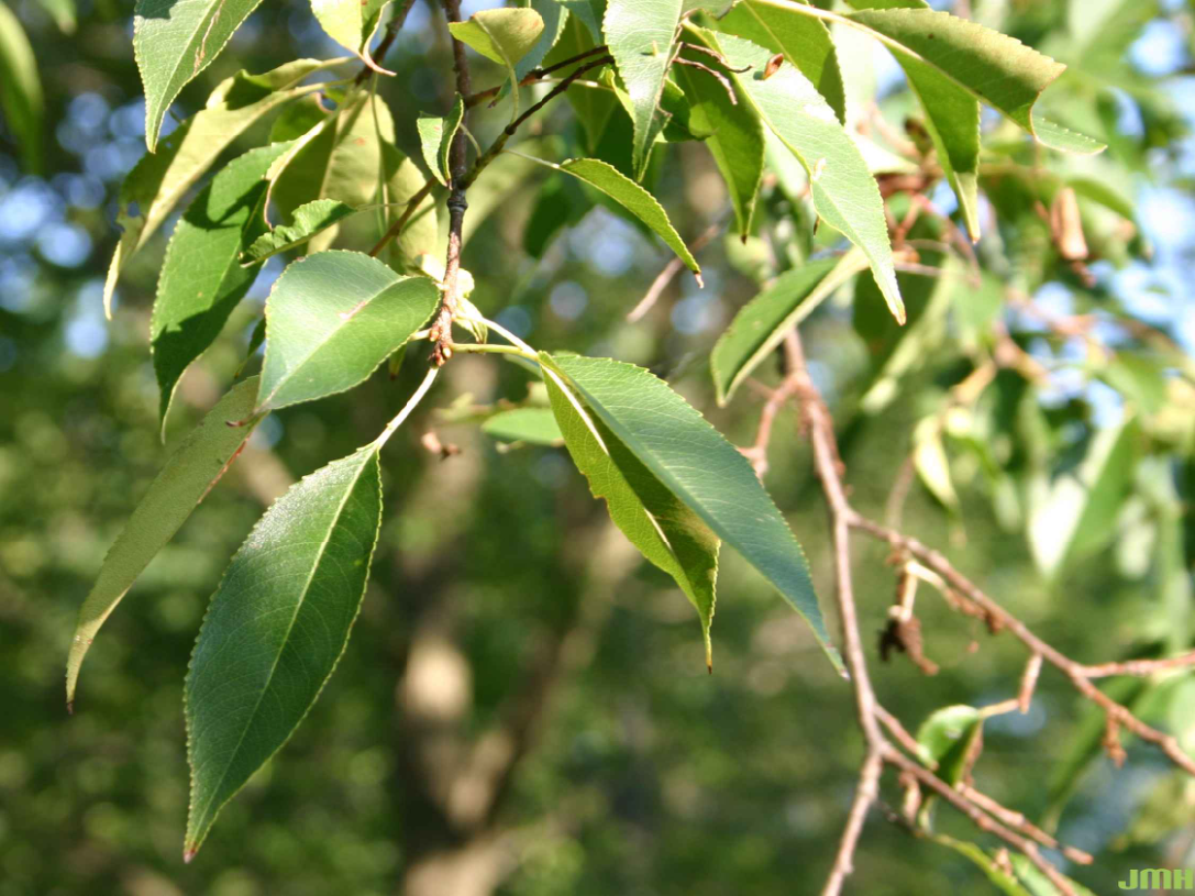 Close-up view of the leaves of the black cherry tree.