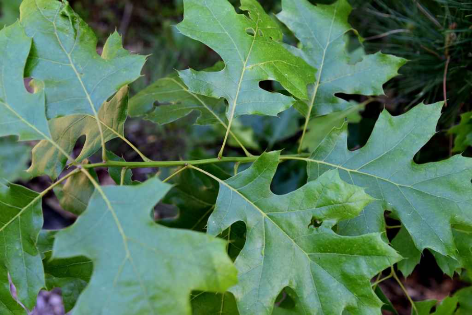 Close-up view of the leaves of the black oak tree.