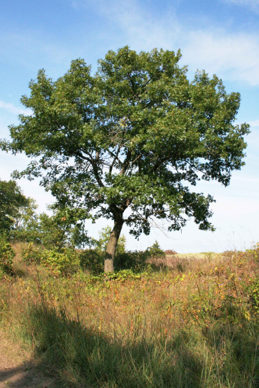 A mature black oak tree.