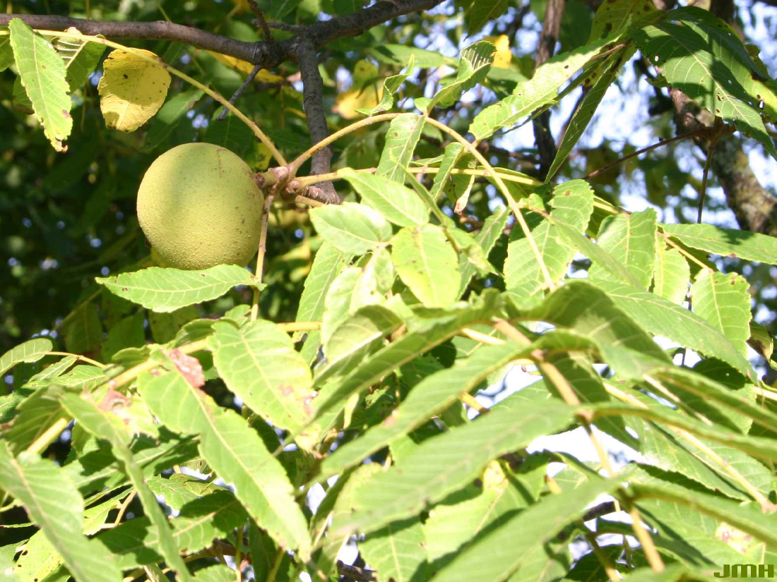 Close-up view of the leaves and nut of a black walnut tree.