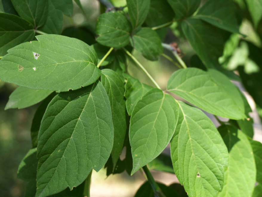 Close-up view of the leaves of a box elder maple