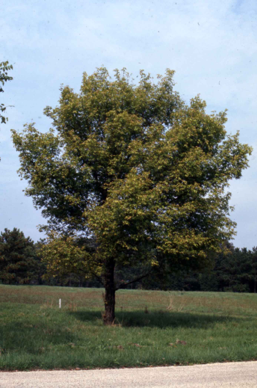 A mature box elder maple tree.