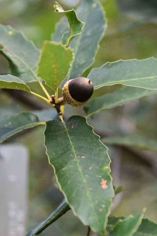 Close-up view of a chinquapin, the nut of a Chinkapin oak