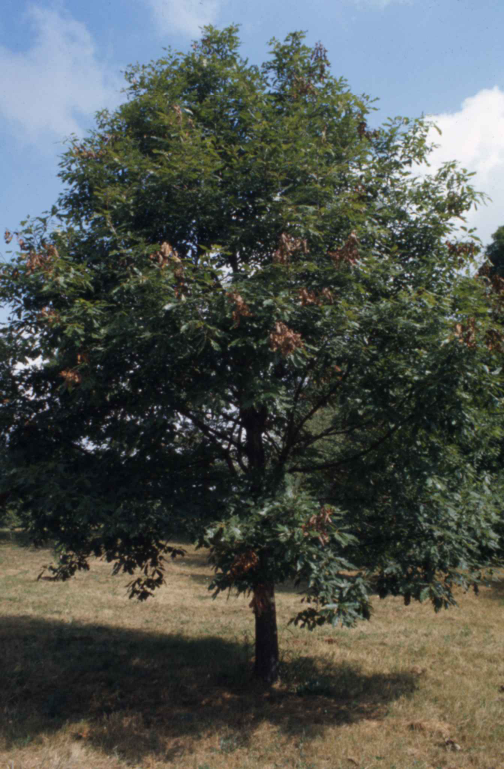 Photo of a mature Chinkapin oak tree
