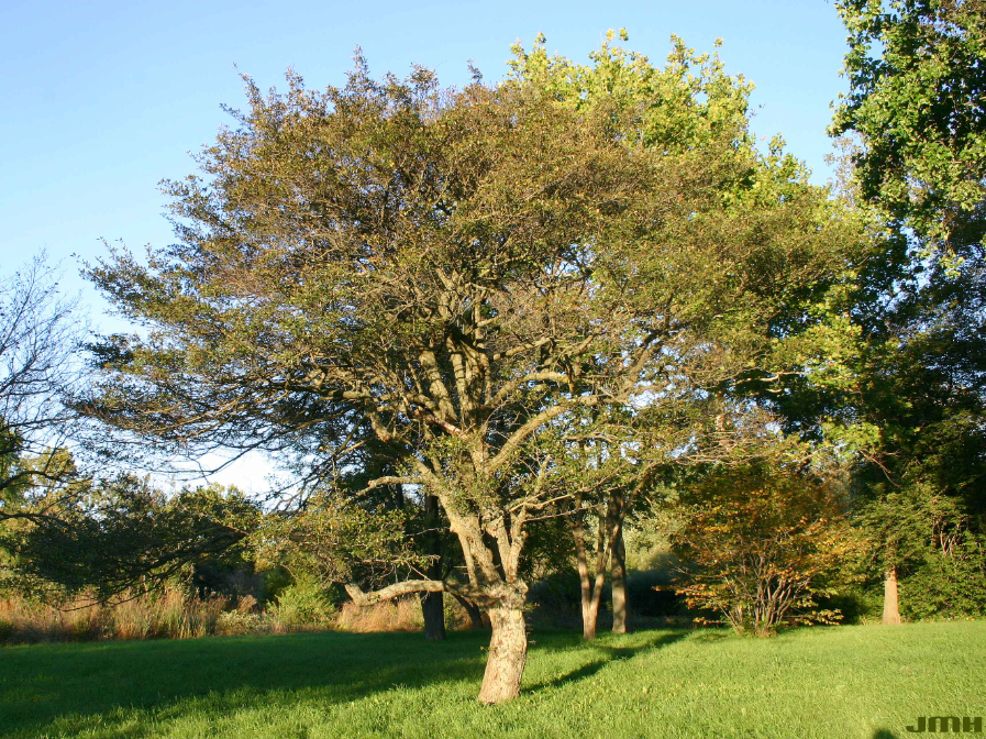 A mature cockspur hawthorn tree.