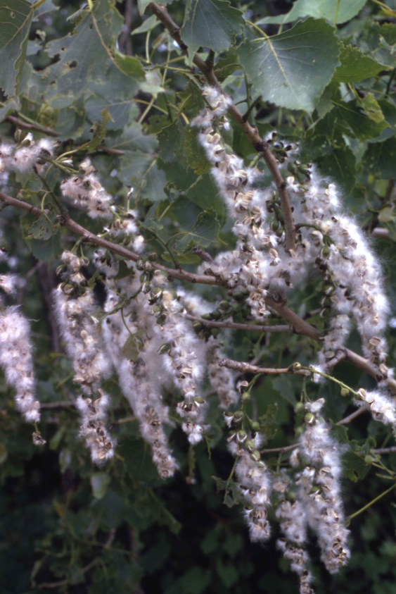 Close-up view of the cottonwood's fluffy white seeds.