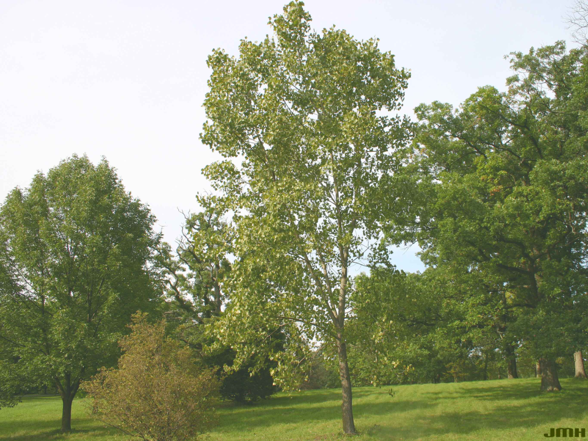 A mature cottonwood tree.