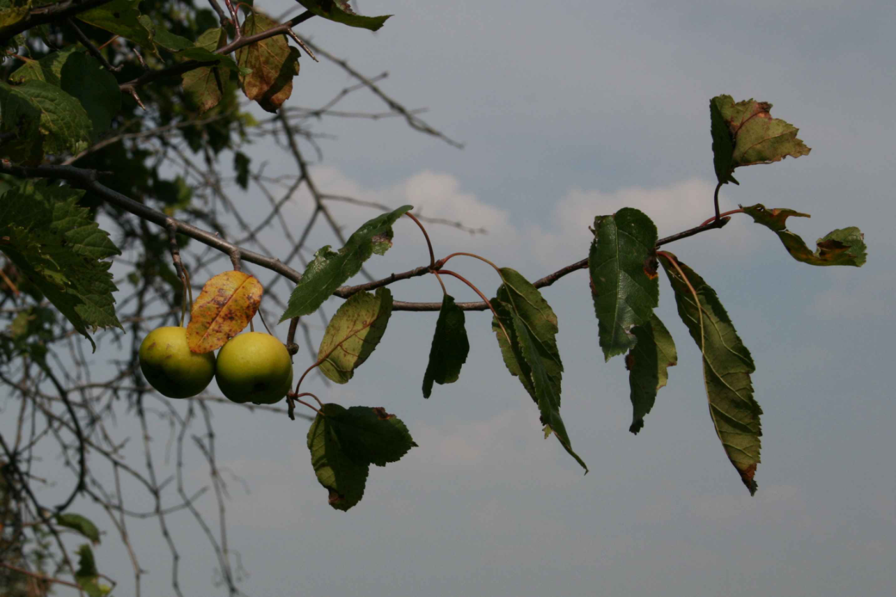 Close-up view of the leaves and fruit of the crabapple tree.