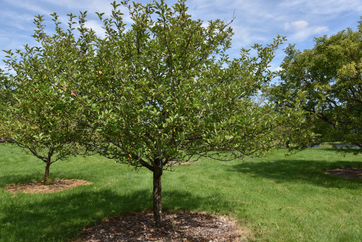 A mature crabapple tree.