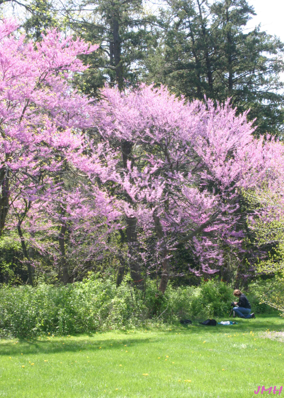 A small ornamental tree covered in bright pink spring blossoms in a grassy area.