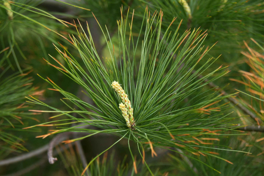 Detail of long slender green pine needles radiating from branches with a young cone emerging at the center.