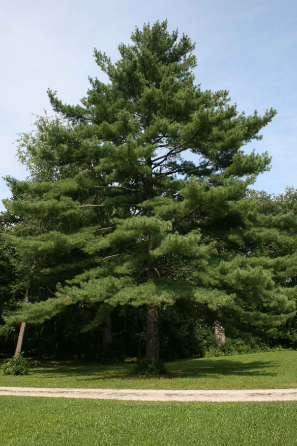 An evergreen conifer tree growing in a grassy park setting.