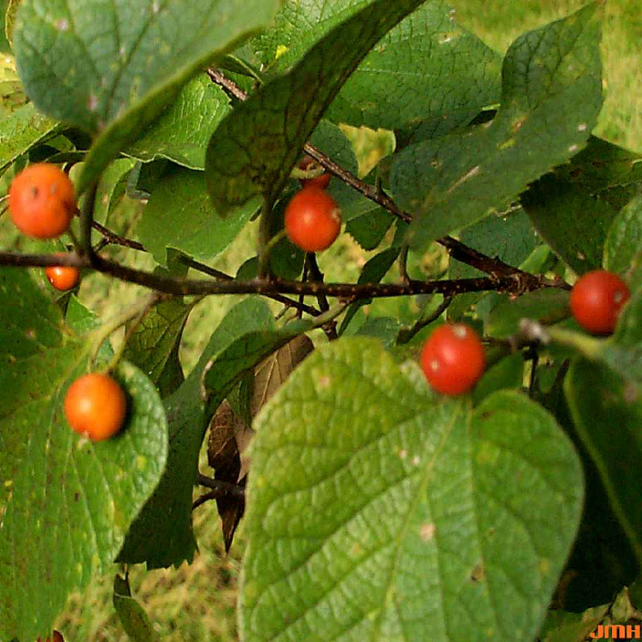 Close-up of hackberry tree leaves and small round orange-red berries on thin stems.