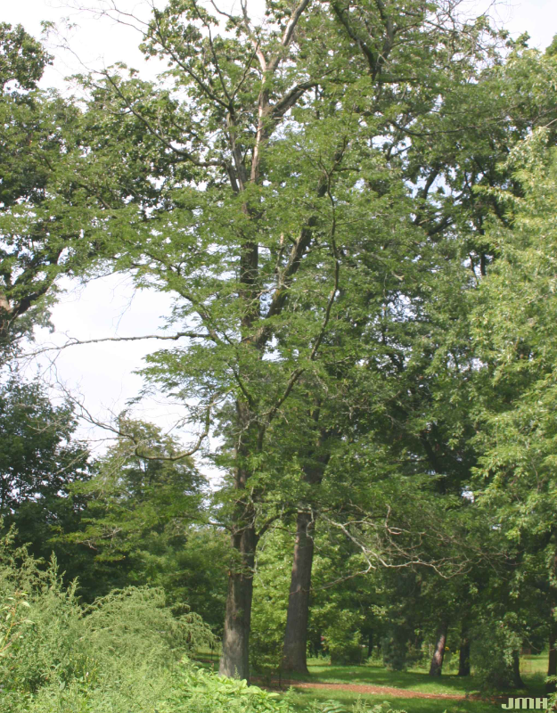 Tall honeylocust tree with an open canopy of fine, compound green leaves in a park-like setting.