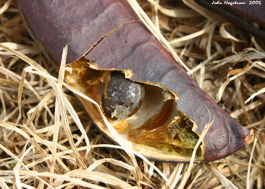 Close-up of a dark brown, leathery Kentucky coffeetree seed pod split open to show a shiny, round seed inside.
