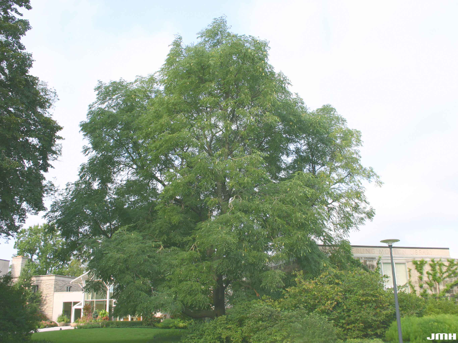 Large Kentucky coffeetree with a sturdy trunk and broad, bipinnately compound leaves forming a loose canopy.
