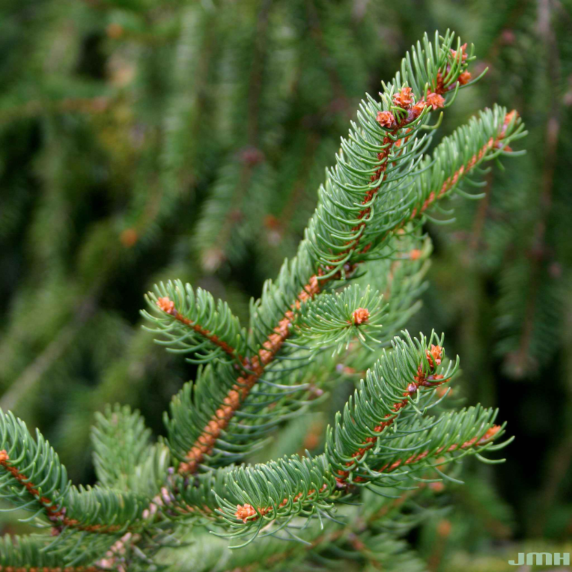 Close-up of dark green Norway spruce needles on a twig.
