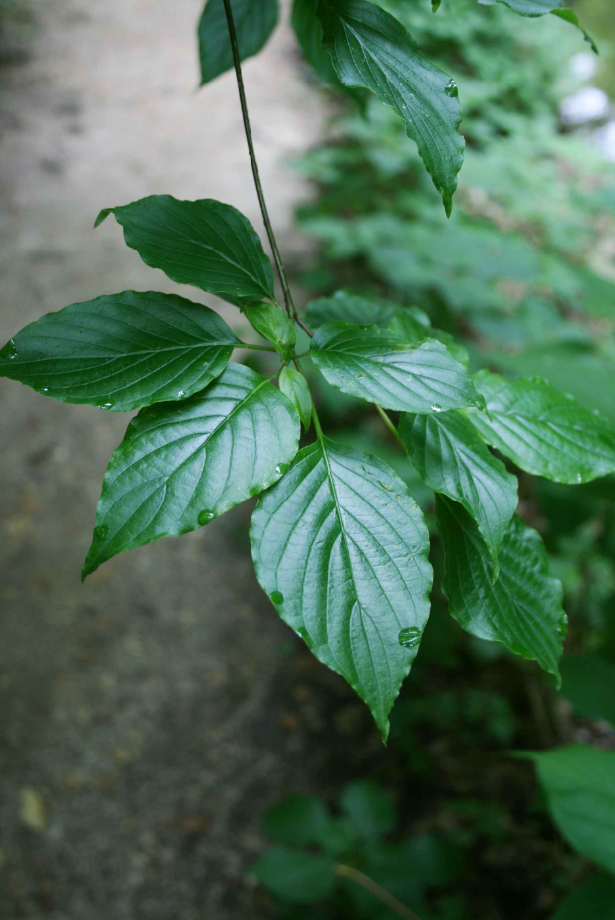 Close-up of pagoda dogwood leaves with clusters of dark green, oval leaves and prominent veins on slender stems.