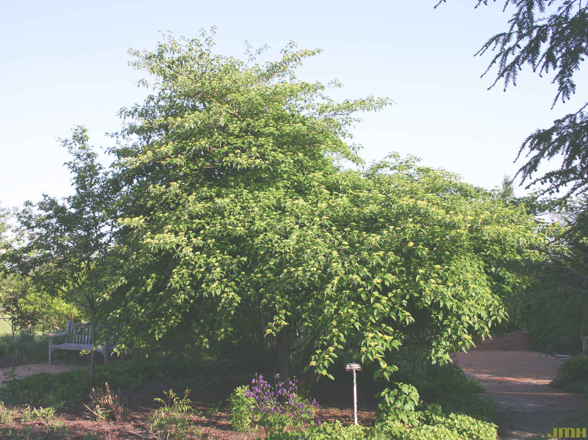 Pagoda dogwood tree with layered, horizontal branches and lush green leaves forming a broad, tiered canopy.