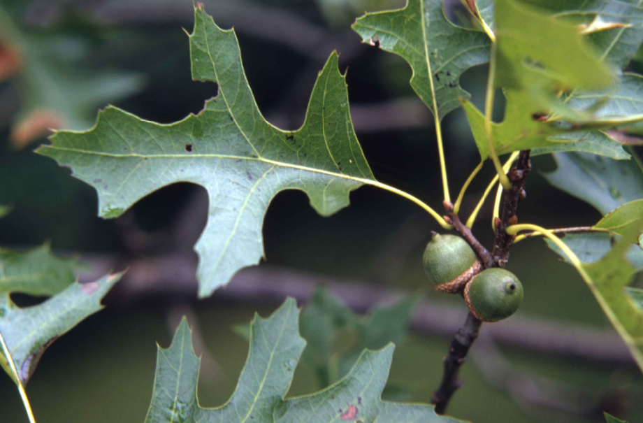 Close-up of a pin oak leaf and acorns.