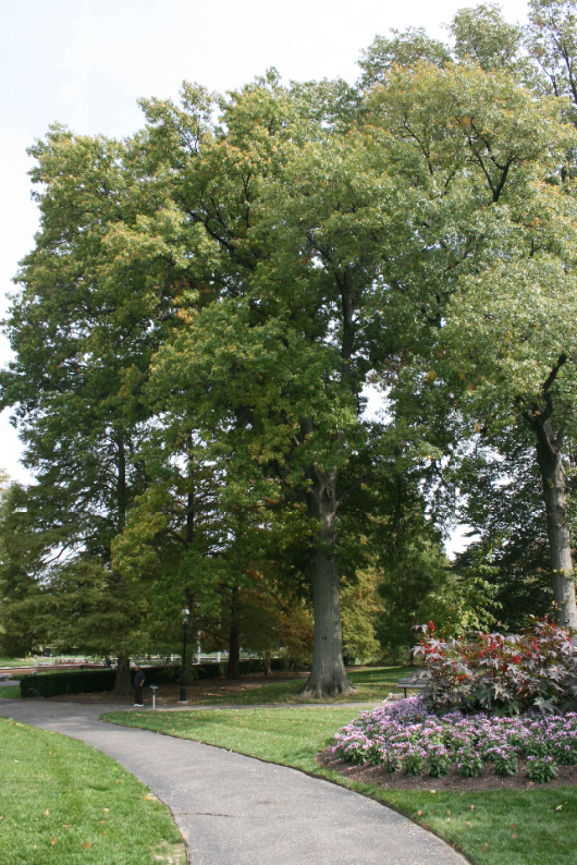 Deciduous pin oak tree showing its tall trunk and leafy crown.