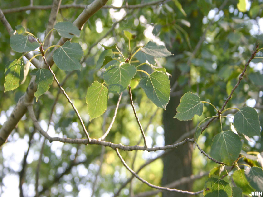 Quaking aspen leaves with finely toothed edges.