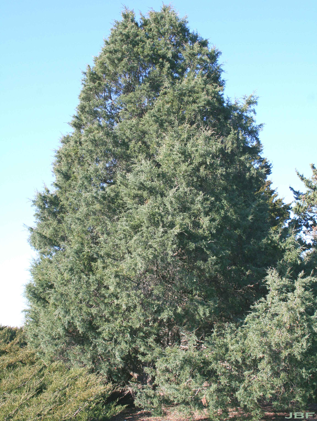 Red cedar tree with dense evergreen foliage.