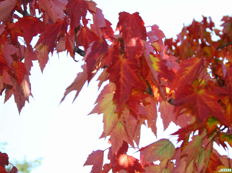 Red maple leaves with detailed view of lobed leaf shape.