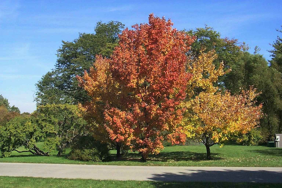 Red maple tree with broad crown and colored leaves.