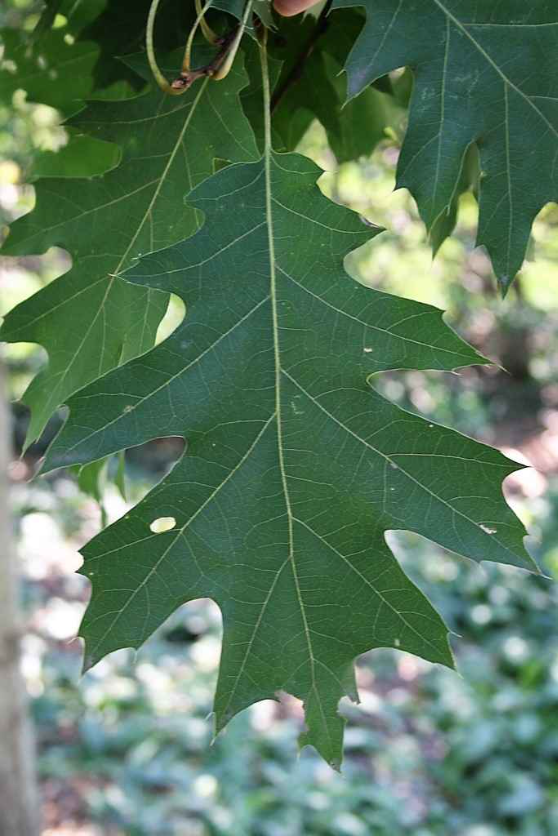 Red oak leaf with deep lobes.