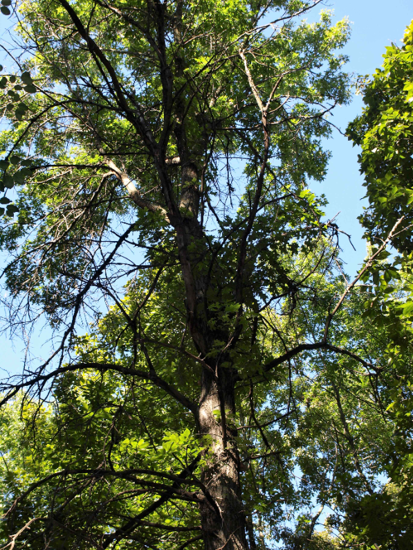 Northern red oak (Quercus rubra) with green foliage and branching trunk.