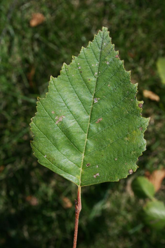 A green river birch leaf with a detailed view of its serrated edges.
