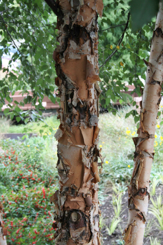 Close-up of river birch trunk showing textured, peeling bark.