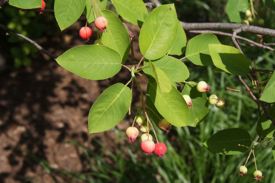 Serviceberry leaves and small round berries on thin branches with simple, oval serrated leaves.