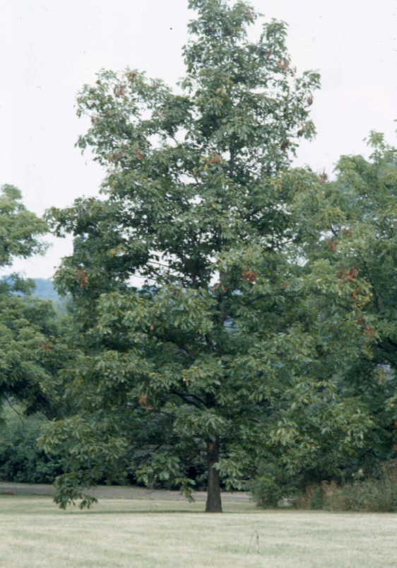 Shagbark hickory tree with a straight trunk and broad crown of compound leaves.