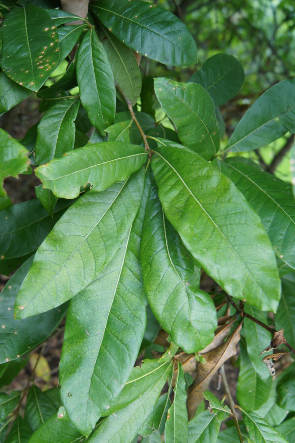 Cluster of long, narrow, glossy green shingle oak leaves with smooth margins and a single bristle-tip on each leaf.