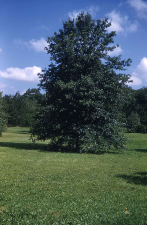 Medium-sized Shingle Oak tree with a rounded crown and dense green foliage standing in a grassy field.