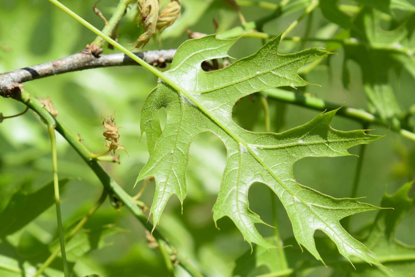 Single Shumard oak leaf with large, deep lobes, pointed tips, and green color.