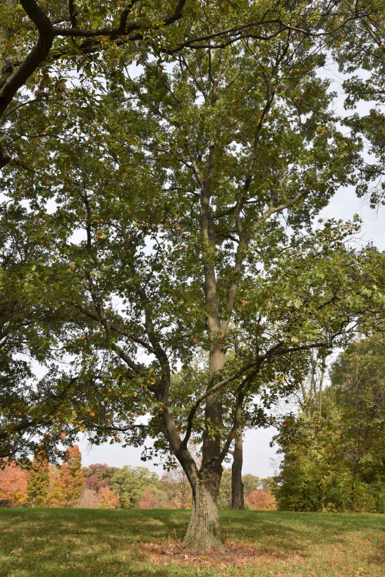 Tall Shumard oak tree with a straight trunk and an open canopy of green, lobed leaves in a park setting.