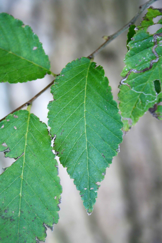 Close-up of green Siberian elm leaves with toothed edges on a slender twig.