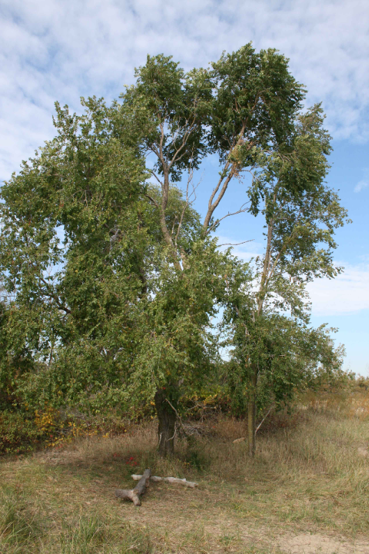 Tall Siberian elm tree with an open canopy and slender branches in a grassy area.