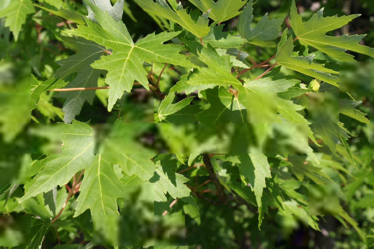 Close-up of silver maple leaves with deep lobes and serrated edges