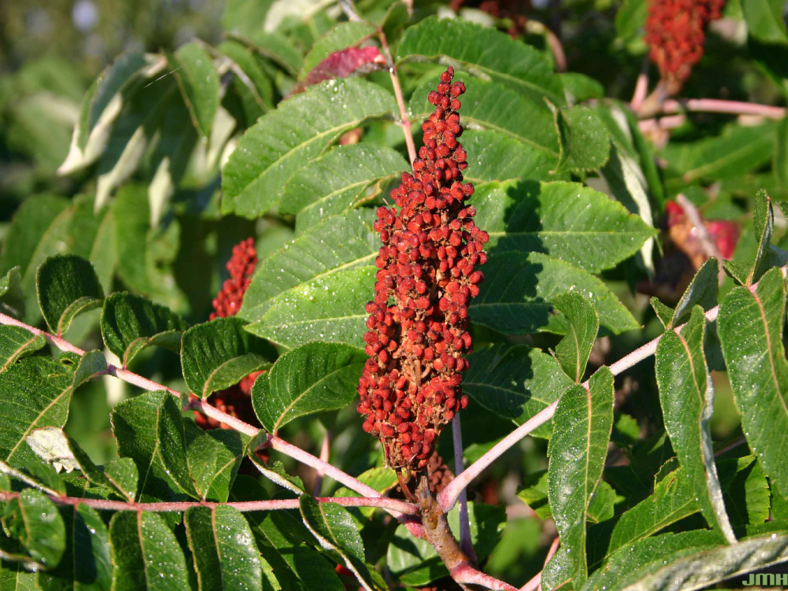 Smooth sumac leaf with green leaflets and a cluster of red fruit.